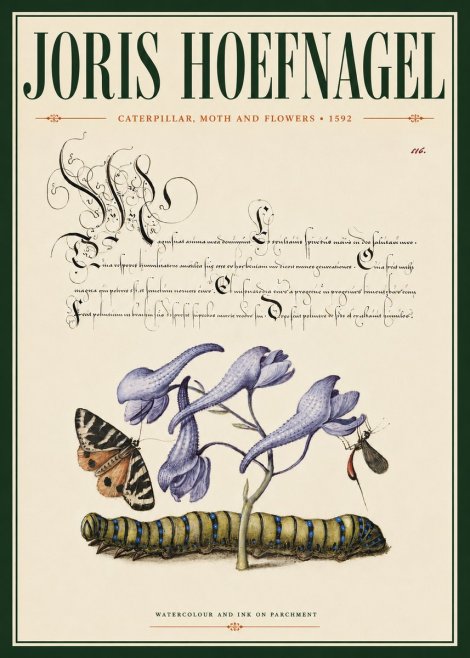 Joris Hoefnagel Caterpillar, Moth and Flowers No4 - Plakat