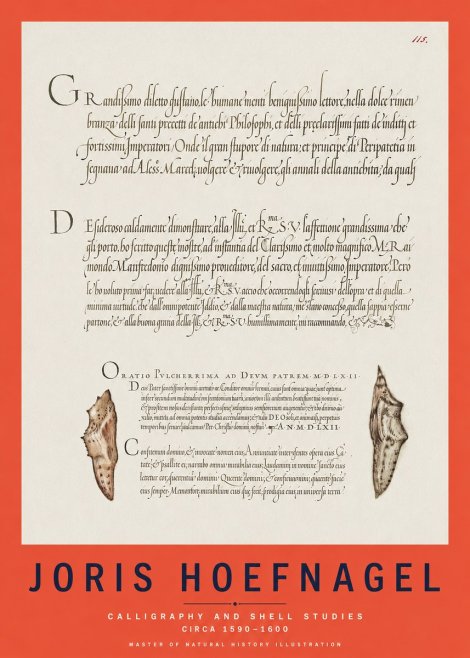 Joris Hoefnagel Study of Shells and Calligraphy No3 - Plakat