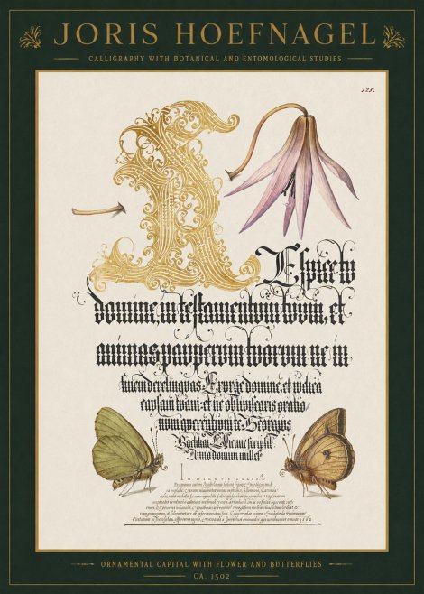 Joris Hoefnagel Ornamental Capital with Flower and Butterflies No1 - Plakat