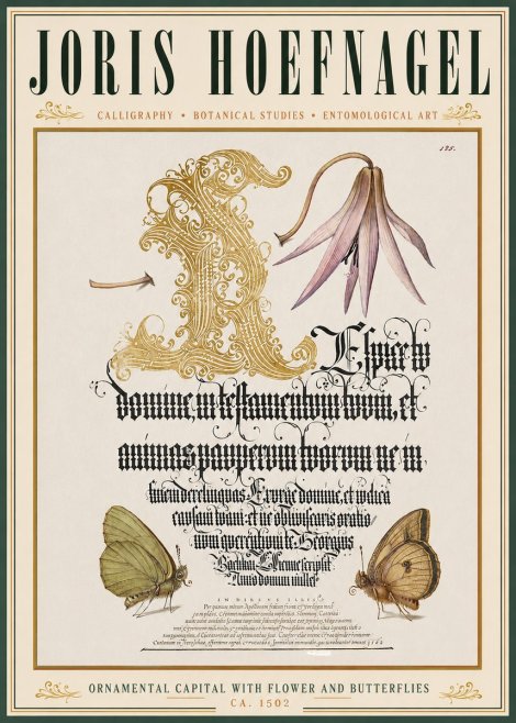 Joris Hoefnagel Ornamental Capital with Flower and Butterflies No3 - Plakat