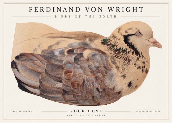 Ferdinand von Wright Turtle Dove Study No2 - Plakat