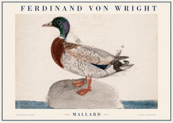 Ferdinand von Wright Mallard No1 - Plakat