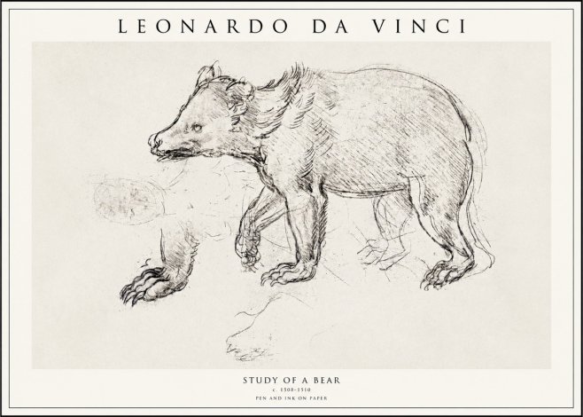 Leonardo da Vinci Study of a Bear No1 - Plakat