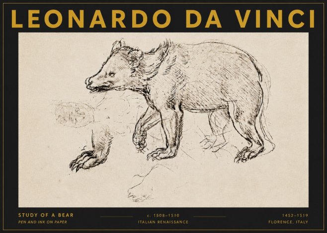 Leonardo da Vinci Study of a Bear No5 - Plakat