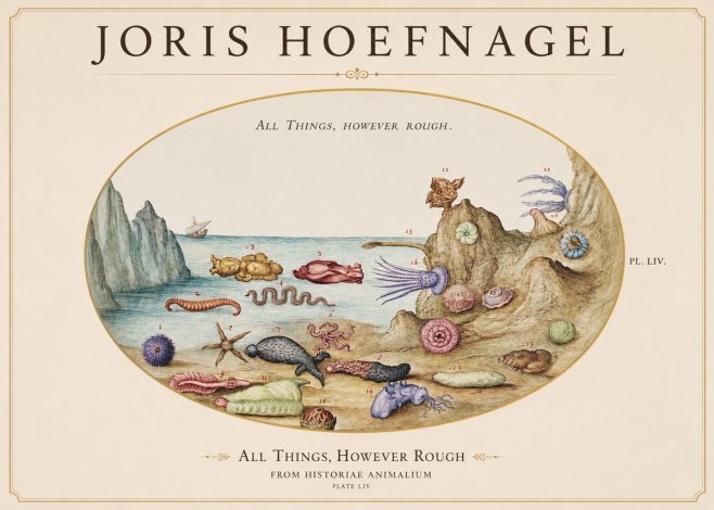 Joris Hoefnagel Totvs Echinvs Asper. Plate Liv No2 - Plakat