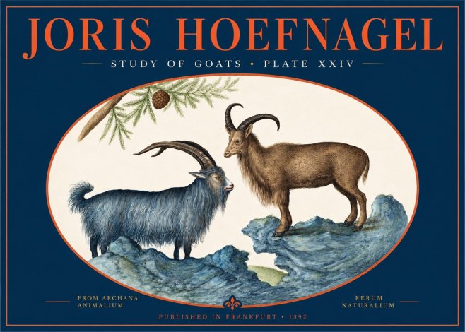 Joris Hoefnagel Two Mountain Goats from the Series Quadrupeds No3 - Plakat