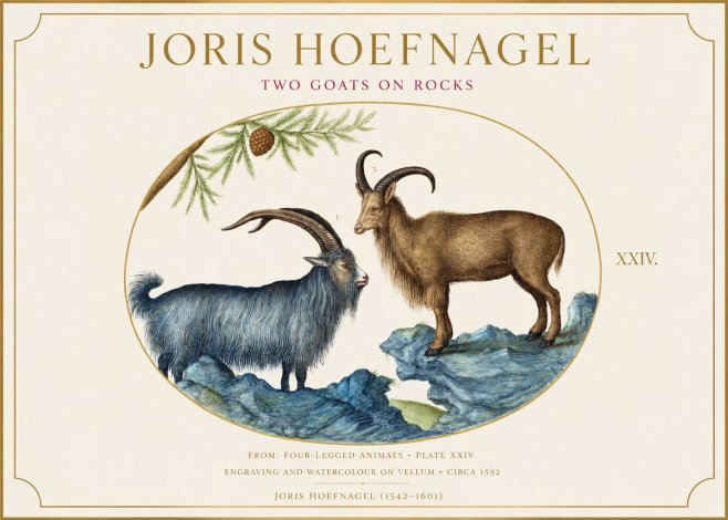 Joris Hoefnagel Two Mountain Goats from the Series Quadrupeds No6 - Plakat