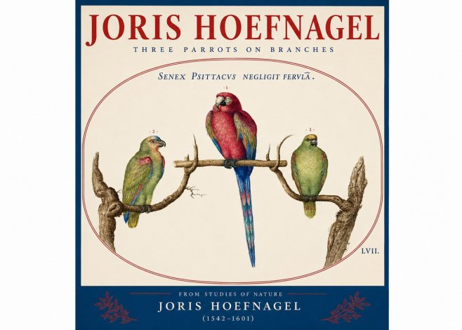 Joris Hoefnagel Three Parrots No4 - Plakat