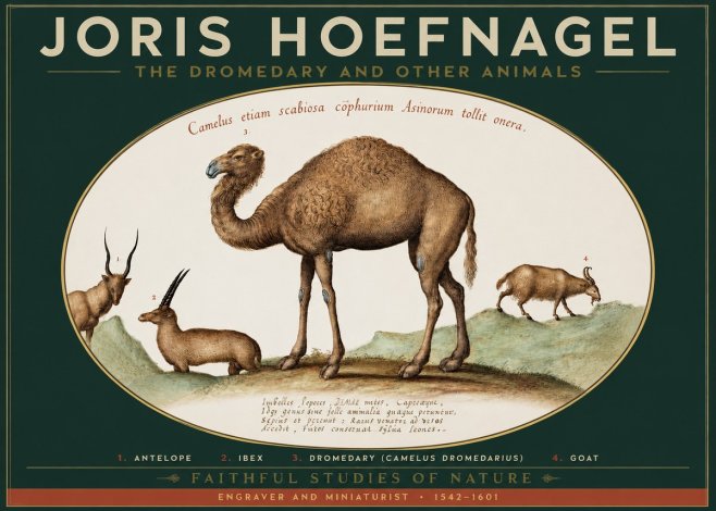 Joris Hoefnagel The Dromedary and Other Animals from Studies of Nature No2 - Plakat