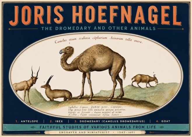 Joris Hoefnagel The Dromedary and Other Animals from Studies of Nature No6 - Plakat