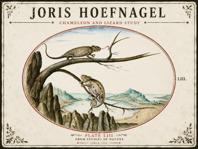 Joris Hoefnagel Chameleon and Lizard No5 - Plakat