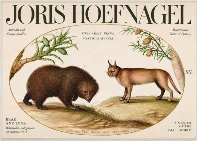 Joris Hoefnagel Bear and Lynx No3 - Plakat