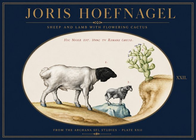 Joris Hoefnagel Sheep and Lamb with Flowering Cactus No3 - Plakat