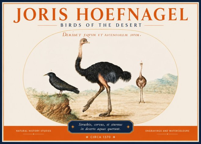 Joris Hoefnagel Birds of the Desert No3 - Plakat