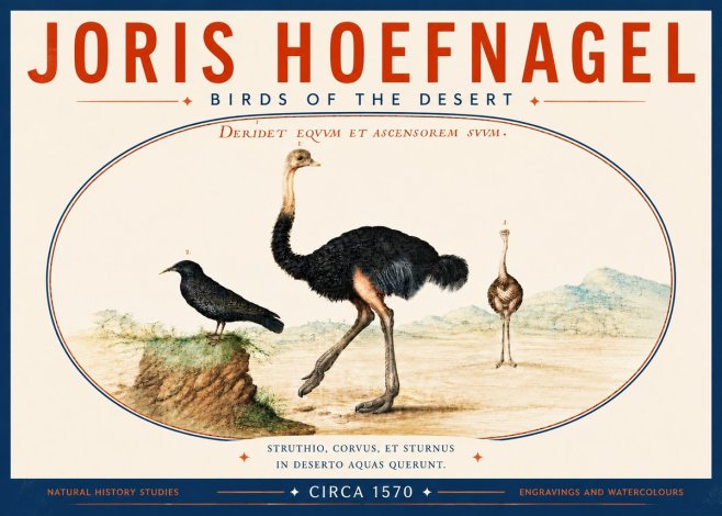 Joris Hoefnagel Birds of the Desert No6 - Plakat