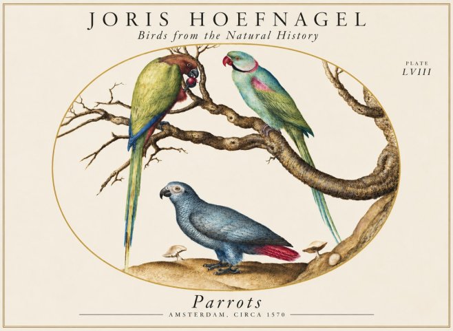Joris Hoefnagel Parrots from the Naturalis Historia No2 - Plakat