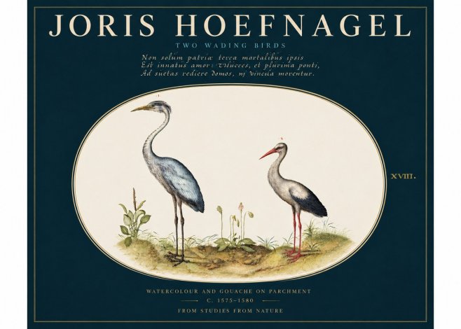 Joris Hoefnagel Study of Two Cranes No4 - Plakat