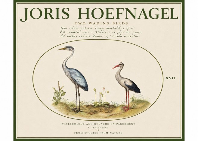 Joris Hoefnagel Study of Two Cranes No5 - Plakat