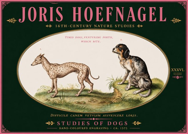 Joris Hoefnagel Studies of Dogs No6 - Plakat