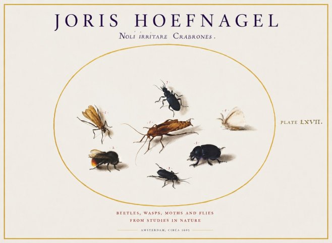 Joris Hoefnagel Scarabeus Aqvilä Qvaerit. No2 - Plakat