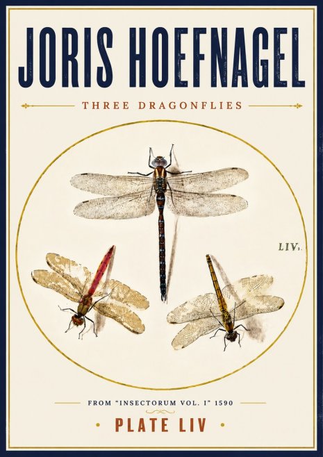 Joris Hoefnagel Three Dragonflies No6 - Plakat
