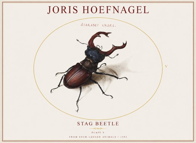 Joris Hoefnagel Stag Beetle No1 - Plakat