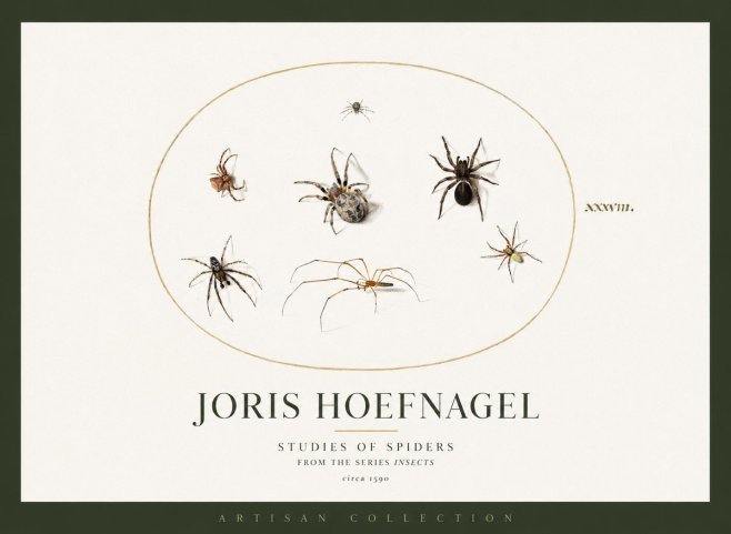 Joris Hoefnagel Studies of Spiders I No2 - Plakat