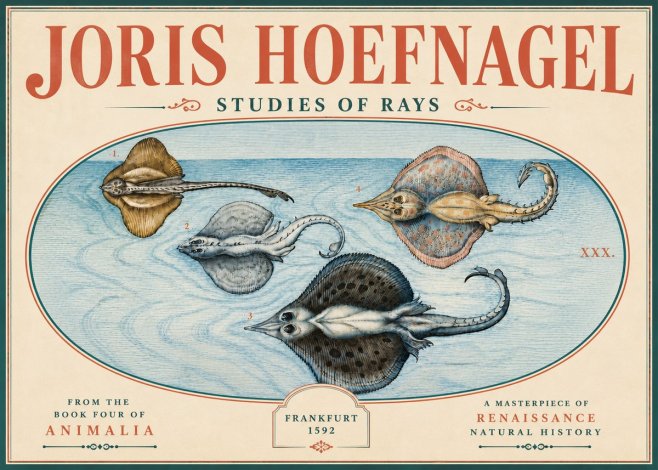 Joris Hoefnagel Rays and Skates No6 - Plakat