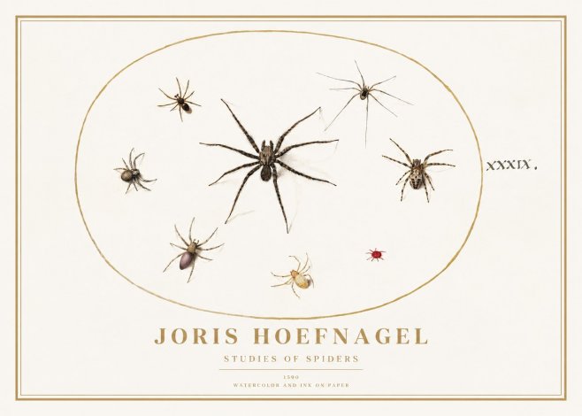 Joris Hoefnagel Studies of Spiders II No1 - Plakat