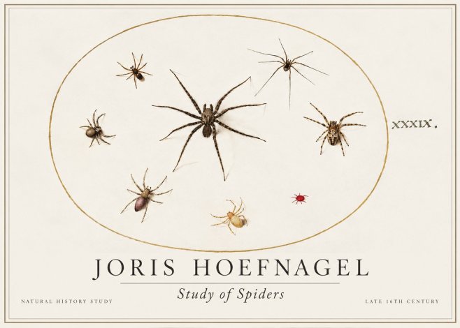Joris Hoefnagel Studies of Spiders II No2 - Plakat