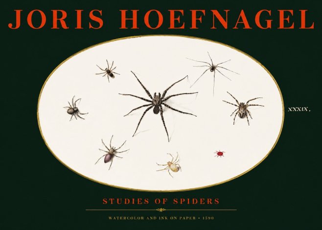 Joris Hoefnagel Studies of Spiders II No3 - Plakat