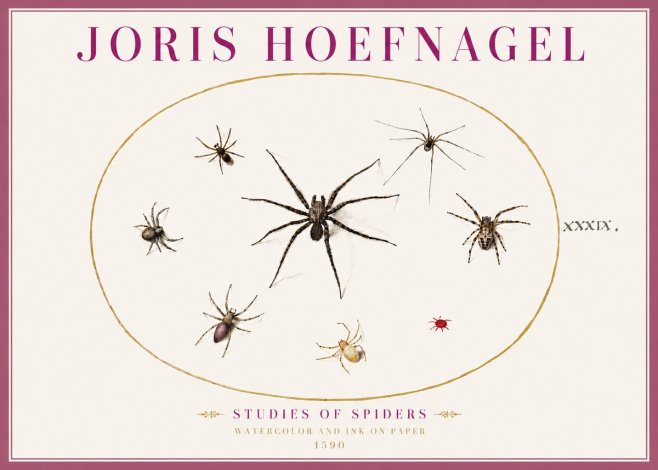 Joris Hoefnagel Studies of Spiders II No4 - Plakat