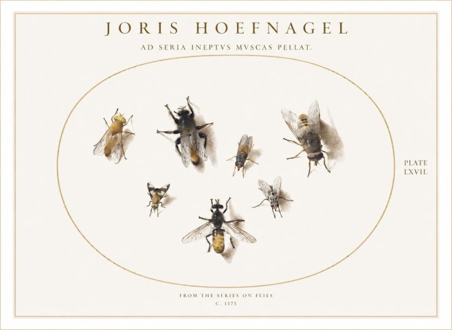 Joris Hoefnagel From the Series on Flies - Plate Lxvii. No1 - Plakat