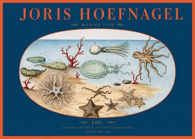 Joris Hoefnagel Marine Life No2 - Plakat