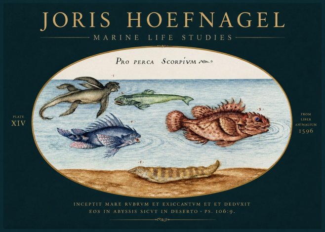 Joris Hoefnagel Pro Perca Scorpivm No4 - Plakat