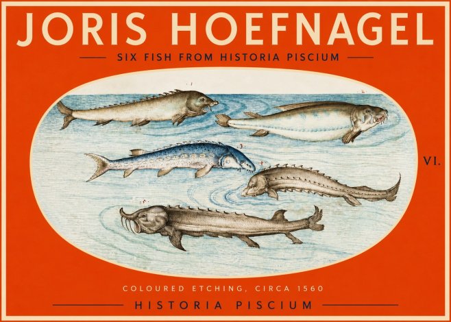 Joris Hoefnagel Fishes of Northern Waters No3 - Plakat
