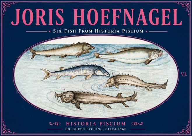 Joris Hoefnagel Fishes of Northern Waters No6 - Plakat