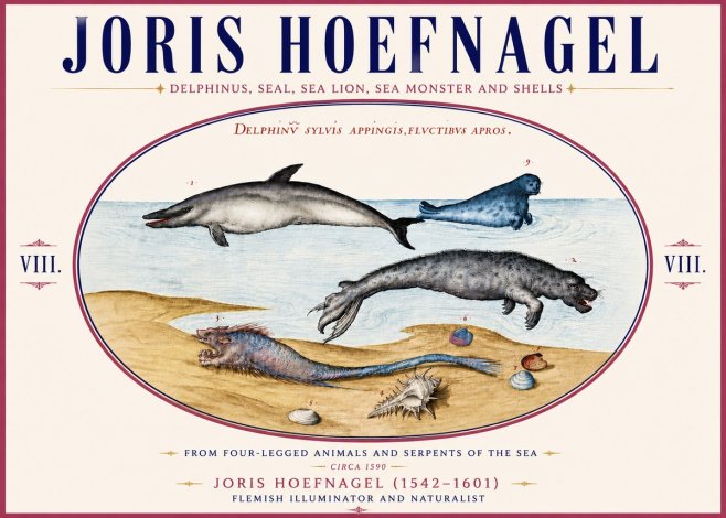 Joris Hoefnagel Delphinus, Seal, Sea Lion, Sea Monster and Shells No6 - Plakat