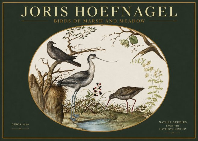 Joris Hoefnagel Birds of Marsh and Meadow No2 - Plakat
