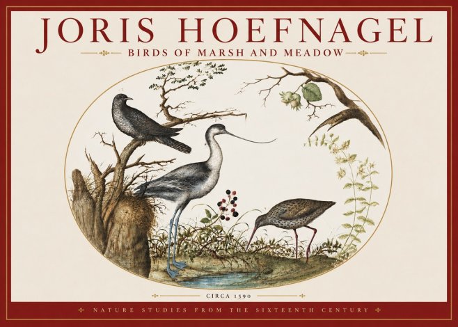 Joris Hoefnagel Birds of Marsh and Meadow No3 - Plakat