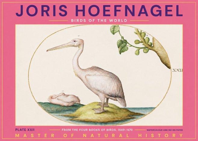 Joris Hoefnagel Plate Xxii No2 - Plakat