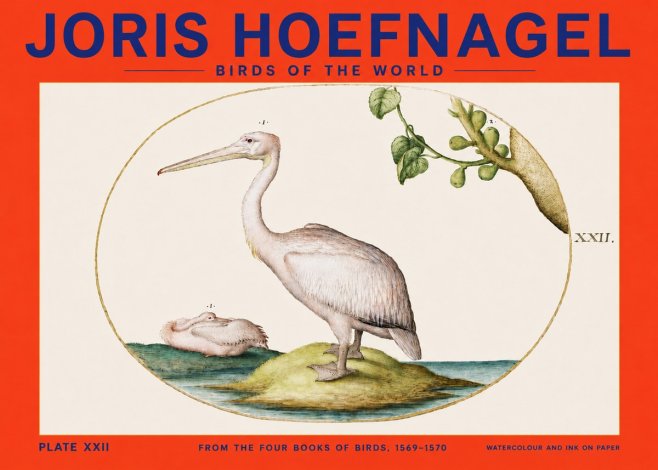 Joris Hoefnagel Plate Xxii No4 - Plakat