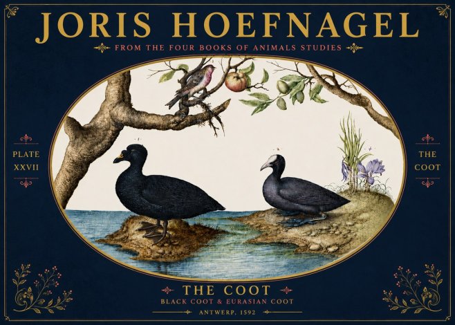 Joris Hoefnagel The Coot No6 - Plakat