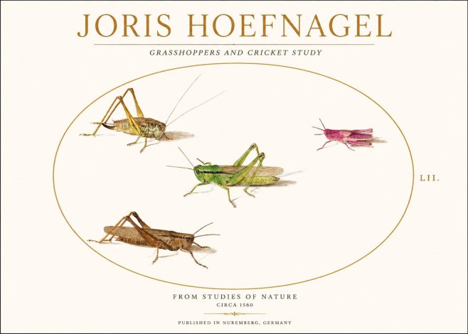 Joris Hoefnagel Three Grasshoppers and a Locust No2 - Plakat