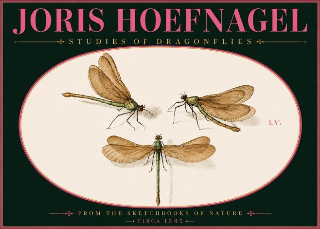Joris Hoefnagel Studies of Dragonflies No6 - Plakat