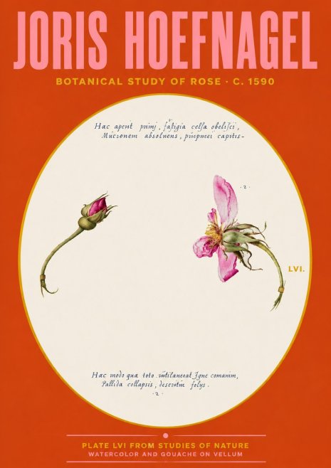 Joris Hoefnagel Botanical Study of Rose No4 - Plakat