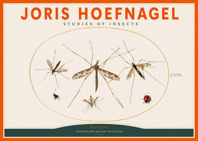 Joris Hoefnagel Studies of Insects II No2 - Plakat