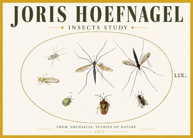 Joris Hoefnagel Insects Study I No5 - Plakat