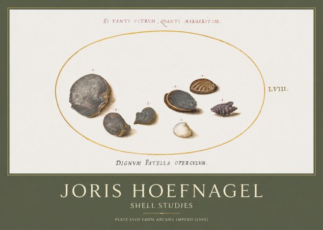 Joris Hoefnagel Six Shells No5 - Plakat
