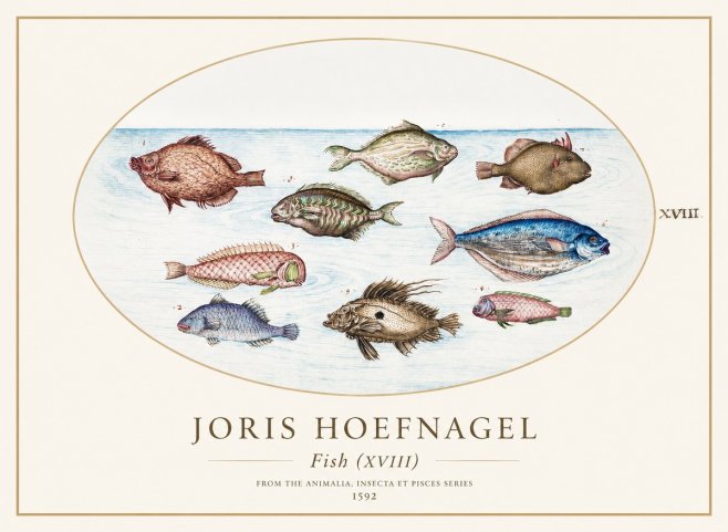 Joris Hoefnagel Studies of Fish I No2 - Plakat